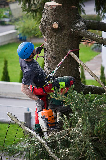 Trusted York, SC  Tree Services Experts