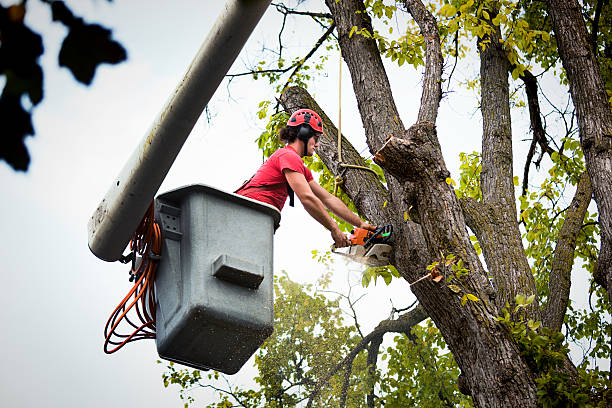 Best Emergency Tree Removal Services  in York, SC